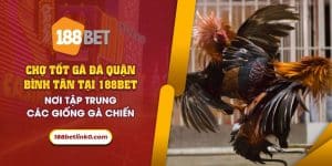 52 Cho tot ga da quan Binh Tan tai 188Bet Noi tap trung cac giong ga chien